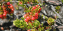 Ripe `ohelo berries ready to be eaten by nene. Ripe `ohelo berries ready to be eaten by nene.